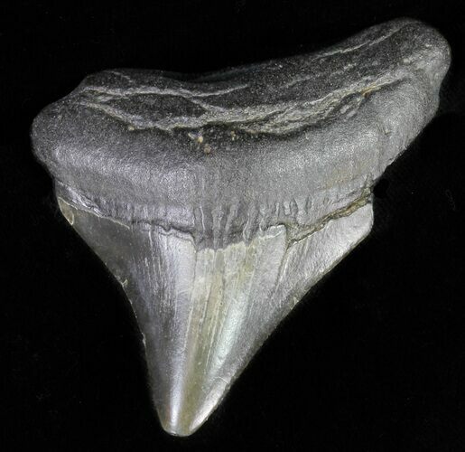 Juvenile Megalodon Tooth #62127